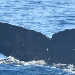 Fluke of HW-MN0443816