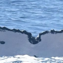 Fluke of HW-MN0443818
