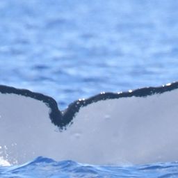 Fluke of HW-MN0443820