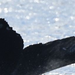 Fluke of HW-MN0443828