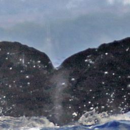 Fluke of HW-MN0443829