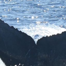 Fluke of HW-MN0443837