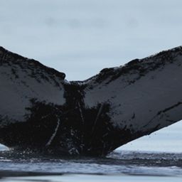 Fluke of NA-2823