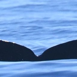 Fluke of HW-MN0443844