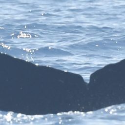 Fluke of CRC-20812