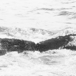 Fluke of NA-2900