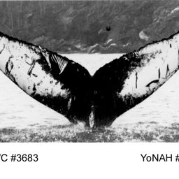 Fluke of NA-3683