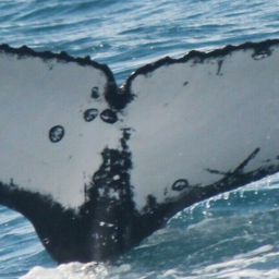 Fluke of HNC1685