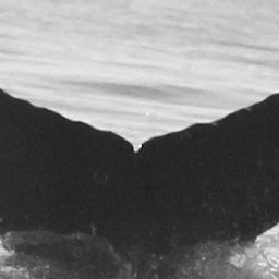 Fluke of CRC-15562