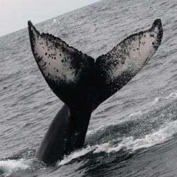 Fluke of PWF-EC_2162