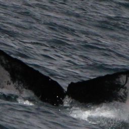 Fluke of PWF-EC_2534
