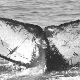 Fluke of Canice