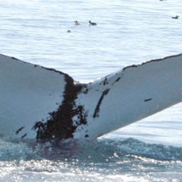 Fluke of NA-3655