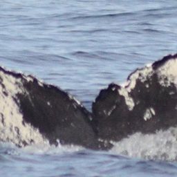Fluke of CRC-12210