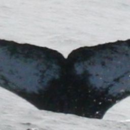 Fluke of PWF-EC_3030
