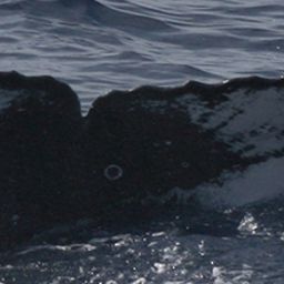 Fluke of TDI-22988