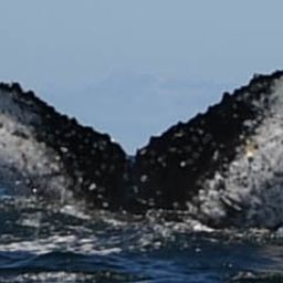 Fluke of HW-MN0801815