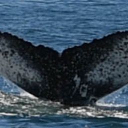Fluke of HW-MN0801825