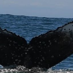 Fluke of HW-MN0801828