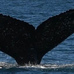 Fluke of HW-MN0801829