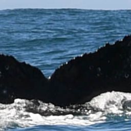 Fluke of HW-MN0801830