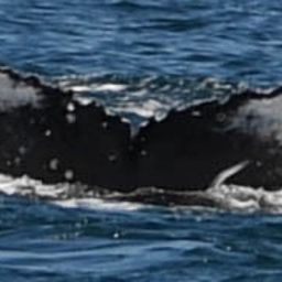 Fluke of HW-MN0801832