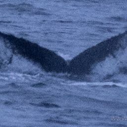 Fluke of HW-MN0401396