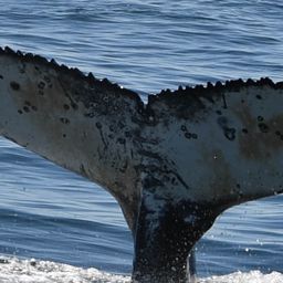 Fluke of HW-MN0801836