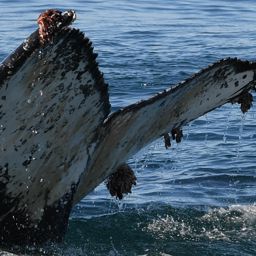 Fluke of HW-MN0801839