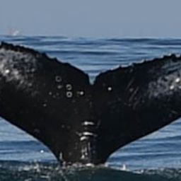 Fluke of HW-MN0801840