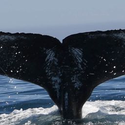 Fluke of HW-MN0801843