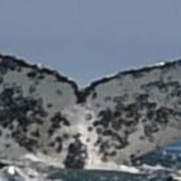 Fluke of HW-MN0801845