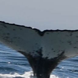 Fluke of HW-MN0801848