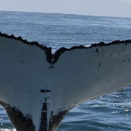 Fluke of HW-MN0801855