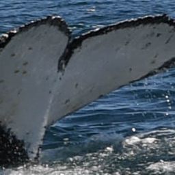 Fluke of HW-MN0801861
