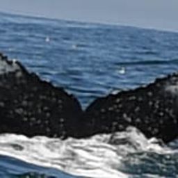 Fluke of HW-MN0801863