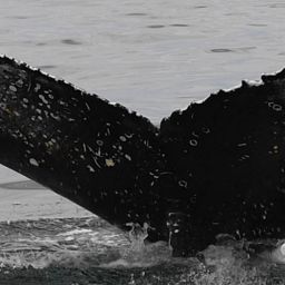 Fluke of HW-MN0801875