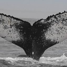 Fluke of HW-MN0801876