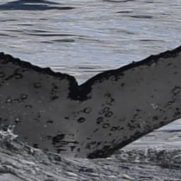Fluke of HW-MN0801880