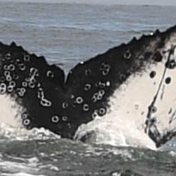 Fluke of HW-MN0801881