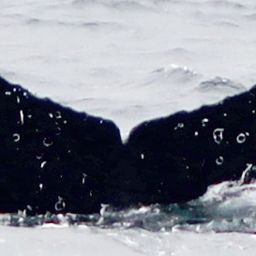 Fluke of PWF-EC_3505