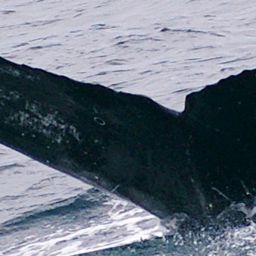 Fluke of PWF-EC_3584