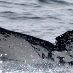 Fluke of PWF-EC_3562