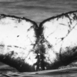 Fluke of CRC-12414