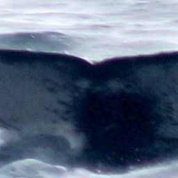 Fluke of PWF-EC_4582