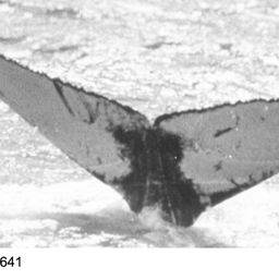 Fluke of NA-2641
