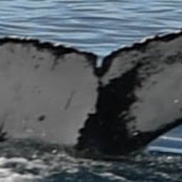 Fluke of HW-MN0801904