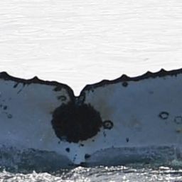 Fluke of HW-MN0801906