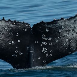 Fluke of HW-MN0801916