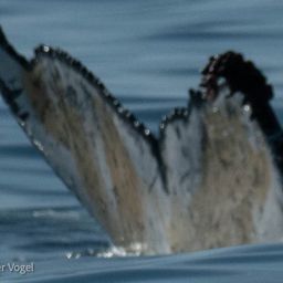 Fluke of HW-MN0801925